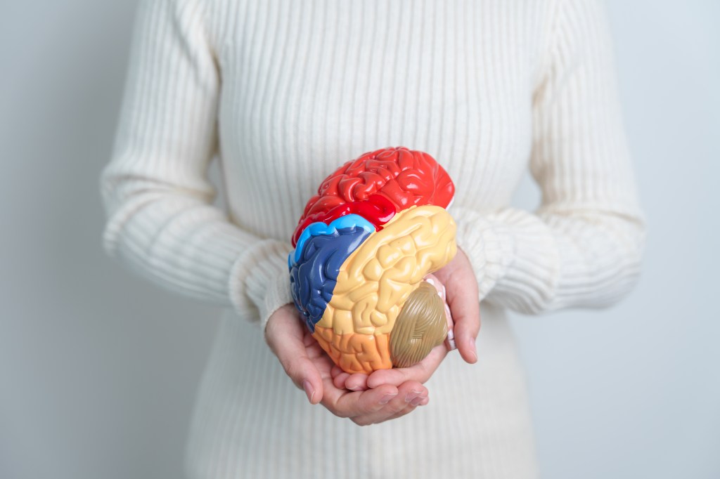 a person holding a model of a human brain with distinctively colored sections representing different brain regions. The individual is wearing a light-colored ribbed sweater, and the brain model is held prominently in both hands.